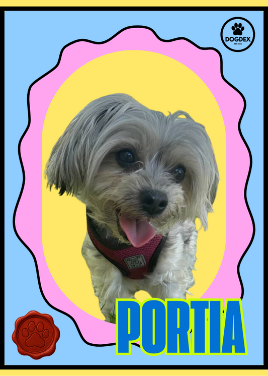 Portia #003