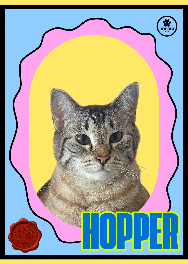 Hopper #016 (Feline Series)