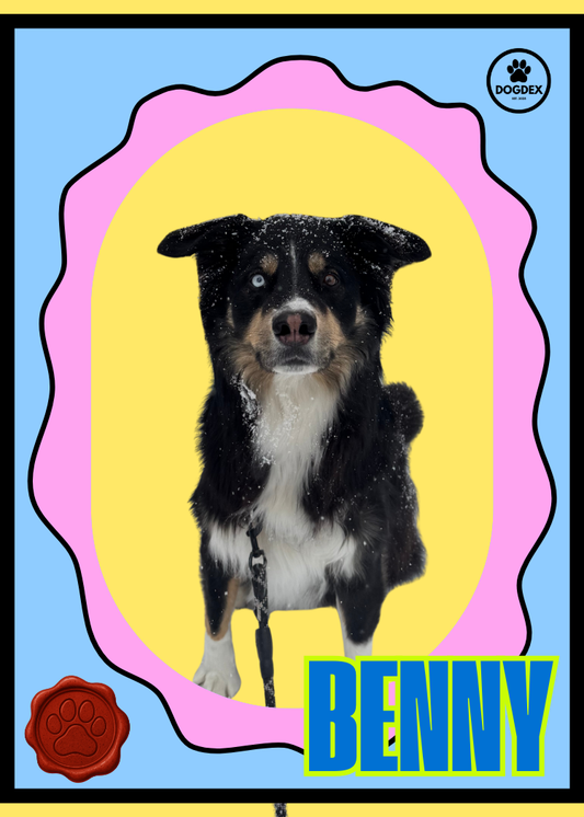 Benny #006