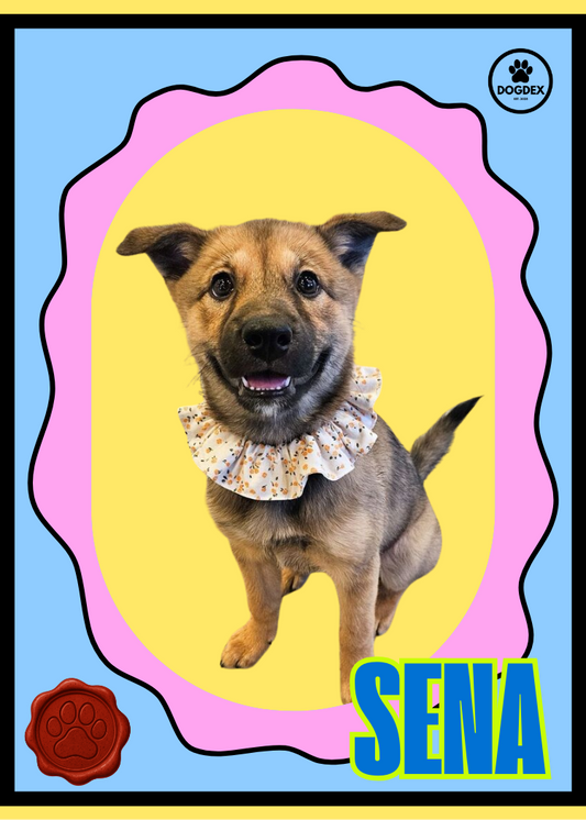 Sena- Adopt Me!