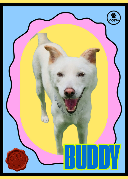 Buddy - Adopt Me!