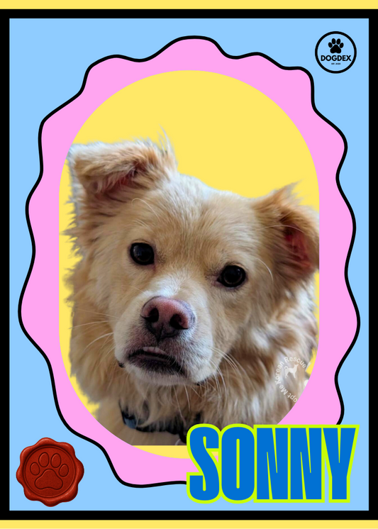 Sonny - Adopt Me!